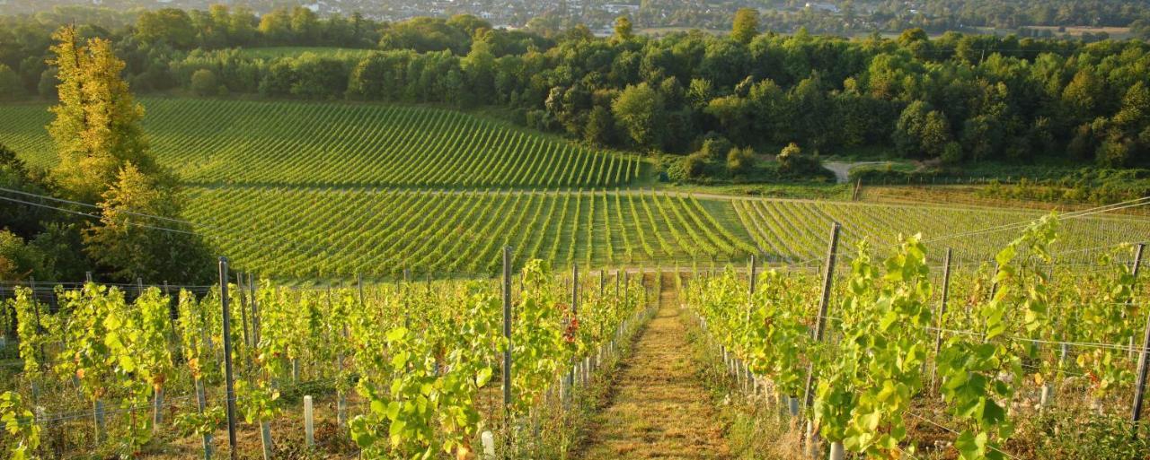 Denbies Vineyard Hotel Доркинг Экстерьер фото